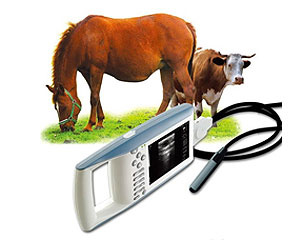 Ветеринария